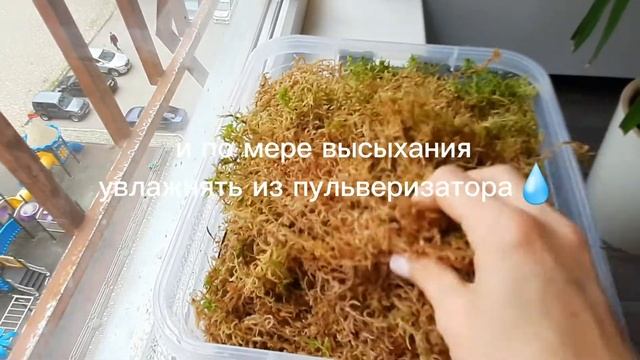 ФИКУСЫ ПЕДИЛАНТУС И ЮККА поселяю на лоджию. МОХ РАЗБИРАЮ ИЗ ПАКЕТА. ПРОРОС! КОРА собственного сбора смотреть онлайн