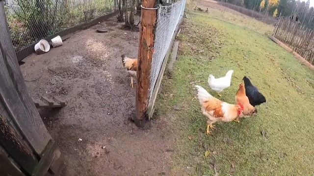 СВИНОТЫ СБЕЖАЛИ, ЛОВИМ ВСЕЙ ДЕРЕВНЕЙ. Утро начиналось хорошо смотреть онлайн