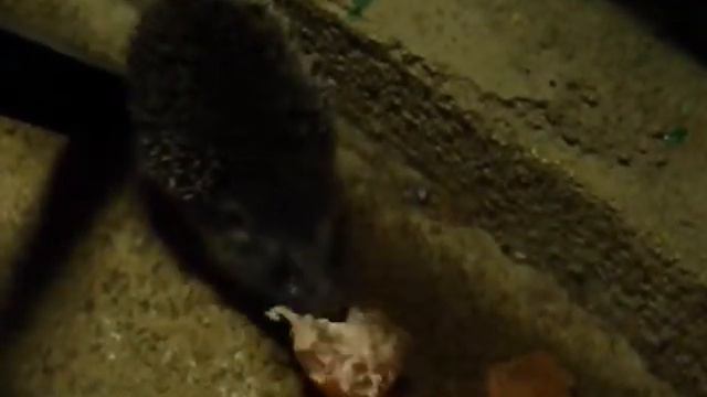 Ёжик vs Сарделька смотреть онлайн