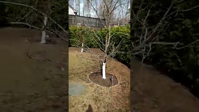 Озеленение участка смотреть онлайн
