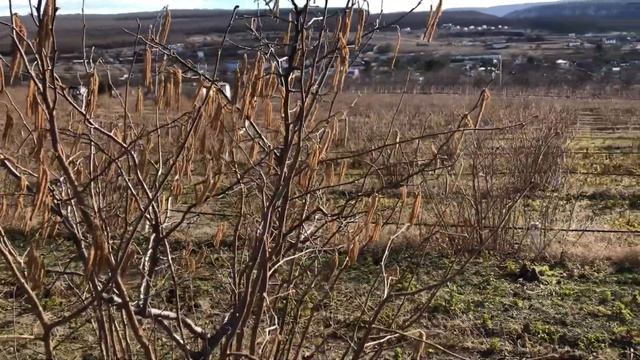 Болезни и вредители фундука. Препарат ВИСАРОЛ для промышленных плантаций фундука