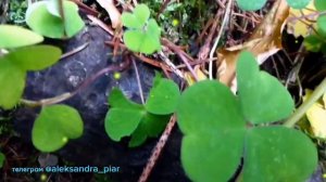 Зазвучи душа