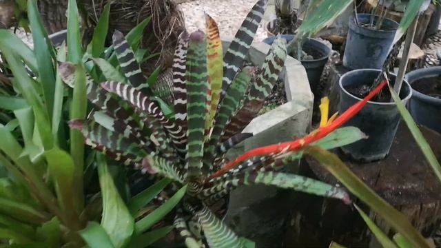 Ботанический сад. Москва 17.06.2023 смотреть онлайн