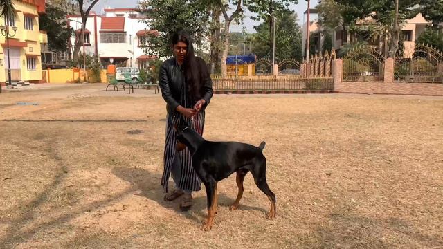 Doberman Dog Breed | Pet Parents In Kolkata | All About Doberman Care | working Breed | Scoobers смотреть онлайн