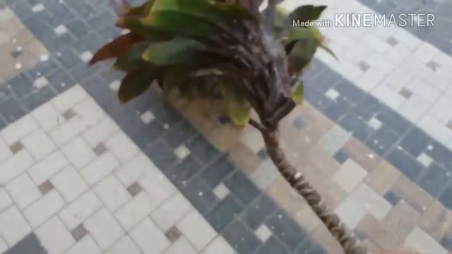 DRACAENA PLANT CARE & GROW FROM CUTTING смотреть онлайн