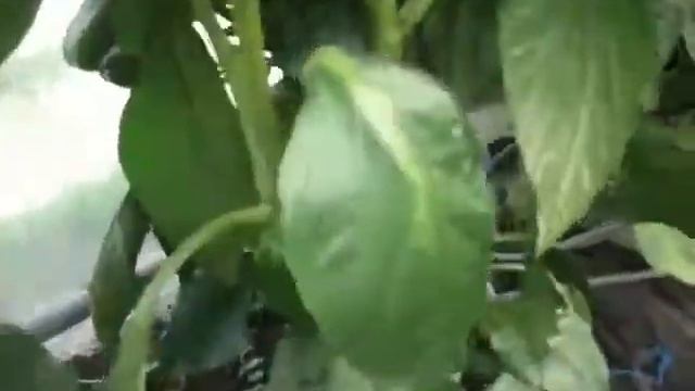 18.07.2016 г. гидропоника на даче перец, баклажан, помидор, арбуз, базилик смотреть онлайн