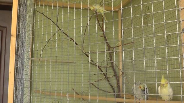 Попугай и зеркало. КОВАРСТВО ИГРУШКИ. Реальная история. смотреть онлайн