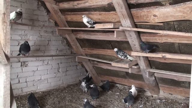 О дыхании голубя смотреть онлайн