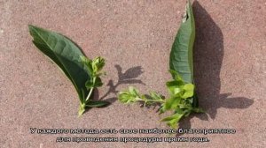 Черенкование флоксов летом: размножение