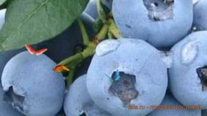 Голубика высокорослая Элизабет (elisabeth) ? обзор: как сажать, саженцы голубики Элизабет