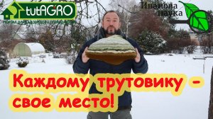 КРАСНЫМ СТЕРЖНЕМ. Трутовик! Знай свое место! ТРУТОВИКИ в саду и огороде. Что делать с трутовиками.