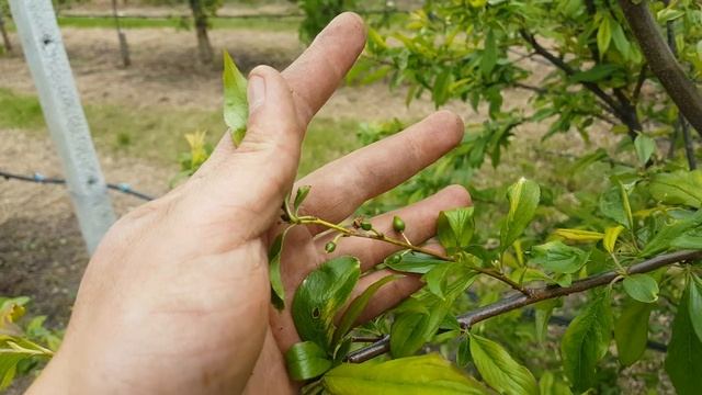 Как добиться крупного размера на диплоидных сливах? смотреть онлайн