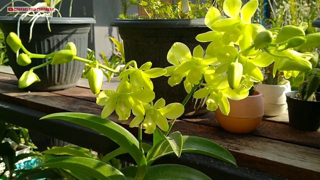 Pesona Bunga Anggrek Dendrobium Yellow Cheers смотреть онлайн