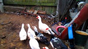 Содержание и разведение Мускусных уток шипунов // Когда ставит гнезда для Индоуток? // Вовкин Двор!