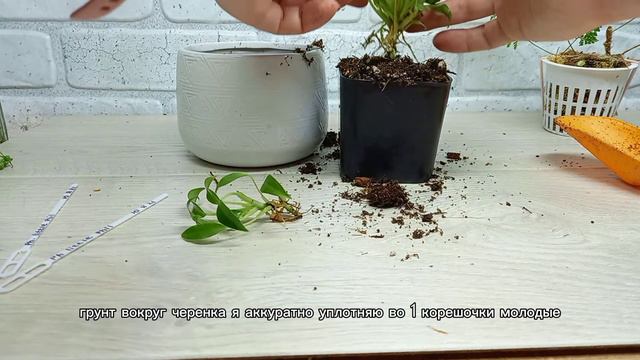 Посадка Филодендрона Little Phil