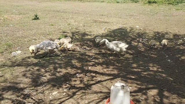 Гусятам породы МАМУТ 20 суток смотреть онлайн