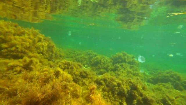 Ловим крабов сачком в море... смотреть онлайн