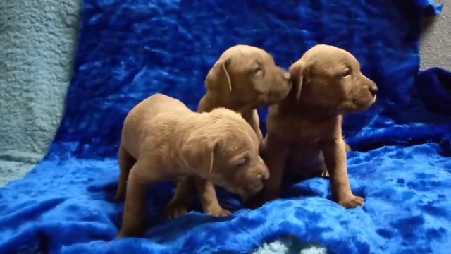 Щенки Кане Корсо & Фила Бразилейро смотреть онлайн