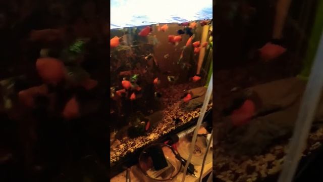 рыбка живородка #aquarium #subscribe #fish #рак #аквариум смотреть онлайн