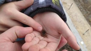 Поймали гусеницу, будем растить бабочку!