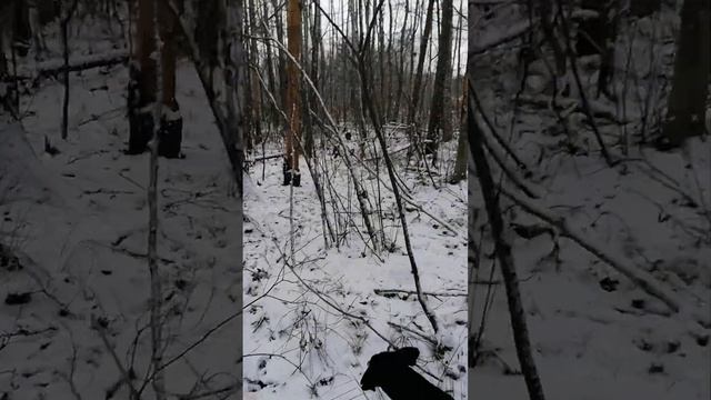 ТАКСА БАКСИК И ТУЗИК БЫЛИ В ЛЕСУ смотреть онлайн