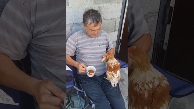 Курицы едят мясо! И пьют пиво?!