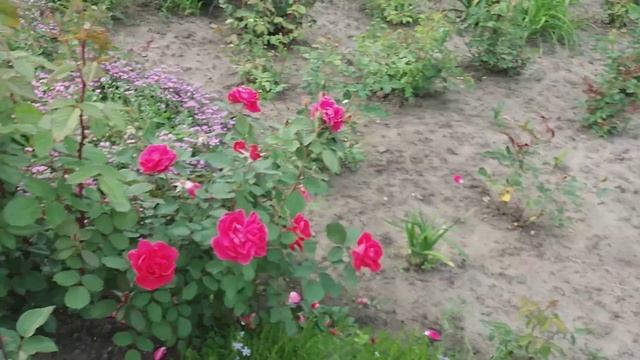 півонії, іриси високі борідкові, троянди пионы, ирисы высокие бородатые, розы смотреть онлайн