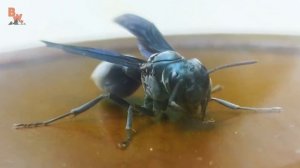 УКУС ОСЫ ВОИНА / САМЫЙ БОЛЕЗНЕННЫЙ УКУС?! / Койот Питерсон на русском