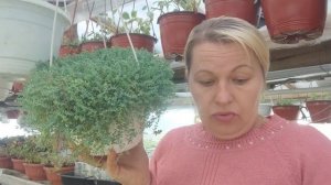 седум - очиток... размножение черенками. 🌱