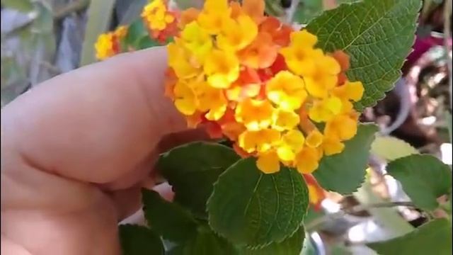 ПОДАРКИ ОТ ПОДПИСЧИЦЫ-- АДЕНИУМ И РОСТКИ-БАНАНА смотреть онлайн