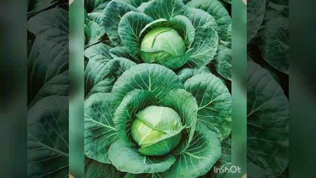 занятие учителя по кыргызскому языку в СДОО № 134 на тему "Осенний урожай. Овощи" смотреть онлайн