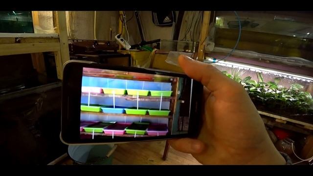 КАК ВЫРАЩИВАЮТ ТРУБОЧНИК!! смотреть онлайн