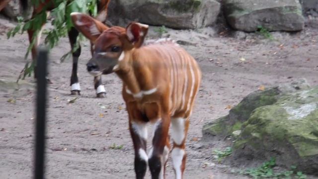 Critically endangered Bongo born at Taronga Zoo смотреть онлайн