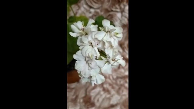 Лучшие сортовые пеларгонии.Odensjö Bernadette.Сравнение с другими сортами.Красивая форма цветка ! смотреть онлайн