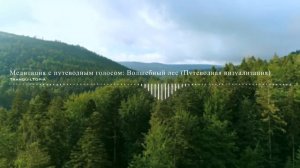 Медитация с путеводным голосом Волшебный лес Путеводная визуализация