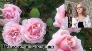 Роза ФРЕДЕРИК МИСТРАЛЬ-Frederick Mistral? Прованс?