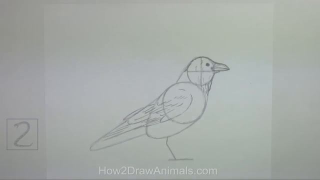 How to Draw a Raven (or Crow) смотреть онлайн