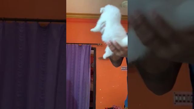 Show quality Spitz смотреть онлайн
