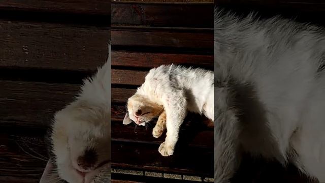 Лазаревское в ноябре. Прогулка по парку. смотреть онлайн