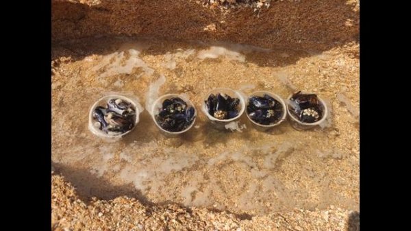 Мидии азовского моря