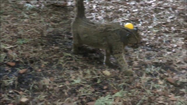 Мраморные кошка и кот вышли на обед 22.03.2021 смотреть онлайн