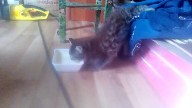 Котёнок просто жесть ленивый смотреть онлайн