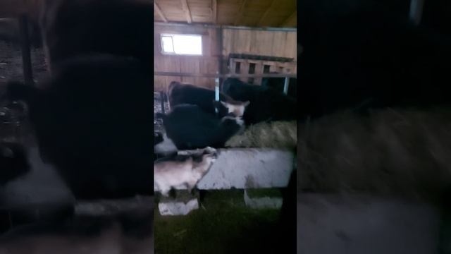 стойло для коров своими руками. будни в деревне смотреть онлайн