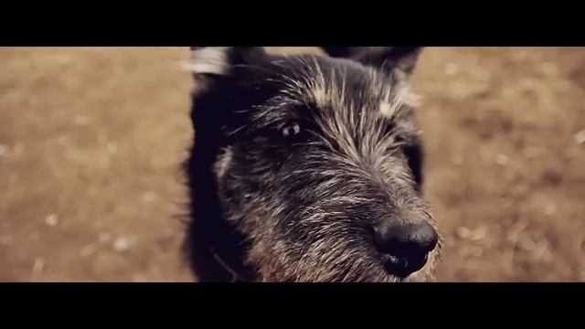 Станция передержки "Голос друга". г. Волжский смотреть онлайн