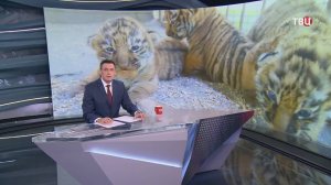 В барнаульском зоопарке у двух тигриц родились 8 детенышей / События на ТВЦ