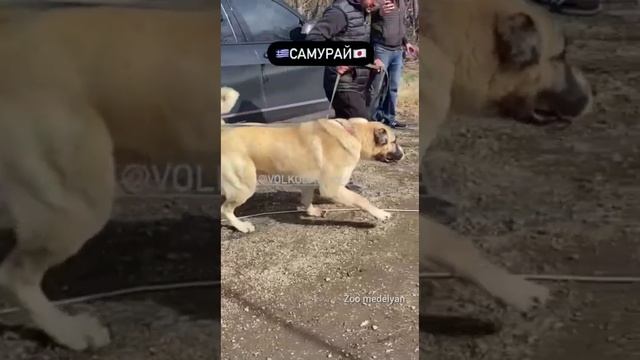 Samurai- is a phenomenal Wolfhound... смотреть онлайн