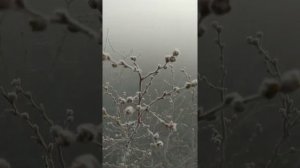 Защита голубики от заморозков дымом, у нас было -8