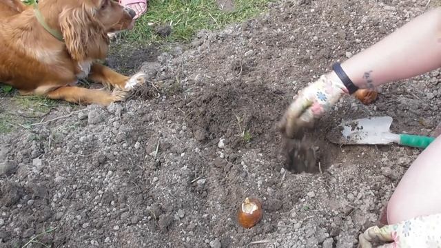 БЕЗВРЕМЕННИК.Красивый осенний цветок.Посадка в августе. смотреть онлайн