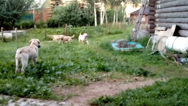 щенки лабрадора ретривера 10 мес.