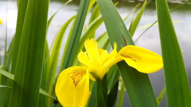 Yellow Iris Iris Pseudacorus 2012 05 18 смотреть онлайн